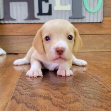 Beagle Puppy Saydee