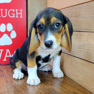 Beagle Puppy Roxy