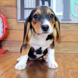 Beagle Puppy Roxy