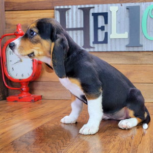 Beagle Puppy Roxy