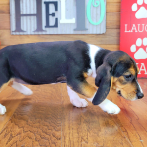 Beagle Puppy Roxy
