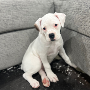 Boxer Puppy Stella