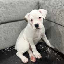 Boxer Puppy Stella