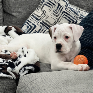 Boxer Puppy Stella