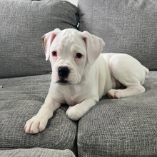 Boxer Puppy Stella