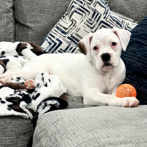 Boxer Puppy Stella