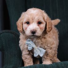 Maltipoo Puppy Duke