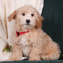 Maltipoo Puppy Duke