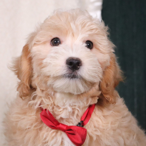 Maltipoo Puppy Duke