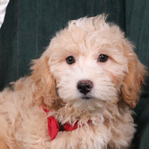 Maltipoo Puppy Duke