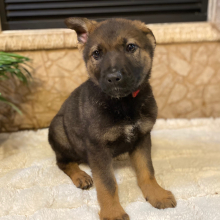 German Shepherd Dog Puppy Wyatt