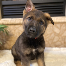 German Shepherd Dog Puppy Wyatt
