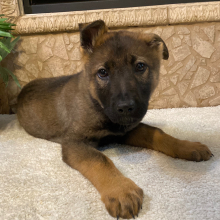 German Shepherd Dog Puppy Wyatt
