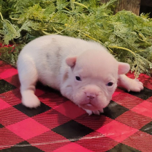 French Bulldog Puppy Taylor
