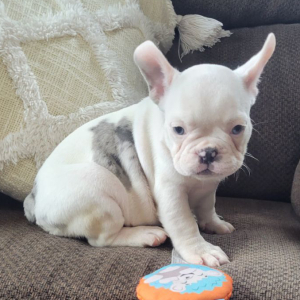 French Bulldog Puppy Taylor