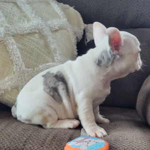 French Bulldog Puppy Taylor