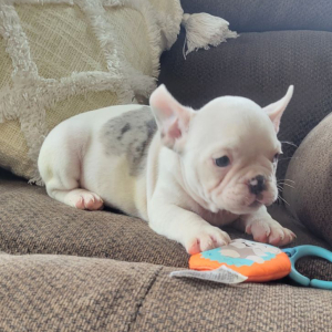 French Bulldog Puppy Taylor