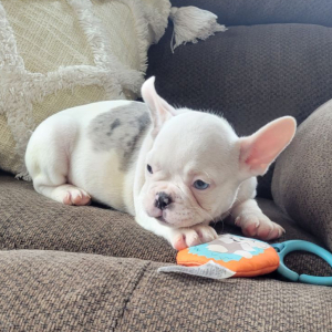 French Bulldog Puppy Taylor