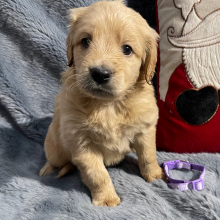 Goldendoodle Puppy Andy Doodle