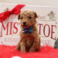 Poodle Puppy Murphy Lee