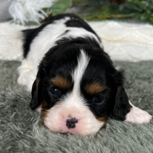 Cavalier King Charles Spaniel Puppy Sparkie