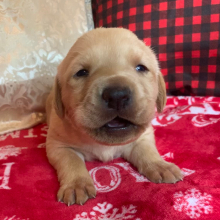 Labrador Retriever Puppy Maple