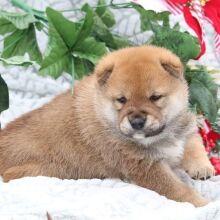 Shiba Inu Puppy Cajun