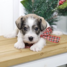 Miniature Schnauzer Puppy Knox
