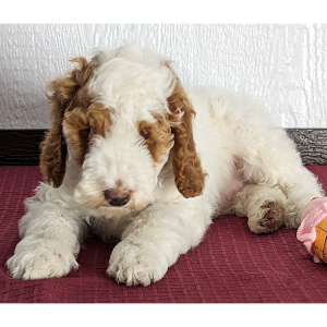Goldendoodle Puppy Drake