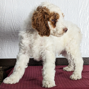 Goldendoodle Puppy Drake