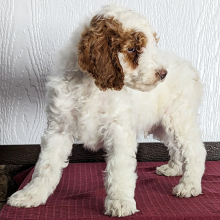 Goldendoodle Puppy Drake