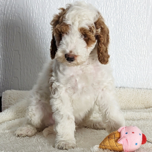 Goldendoodle Puppy Drake