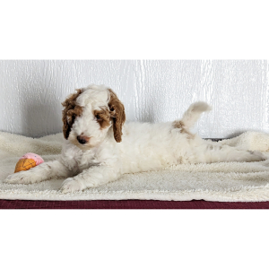 Goldendoodle Puppy Drake