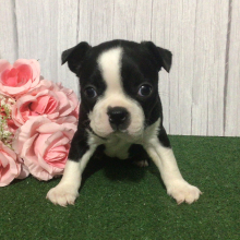 Boston Terrier Puppy Kate