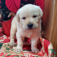 Labrador Retriever Puppy Frosty Ron