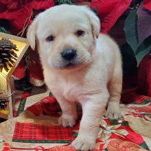 Labrador Retriever Puppy Frosty Ron