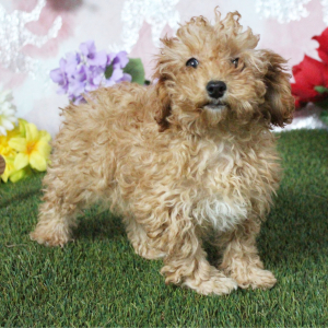 Poodle Puppy Kenzie