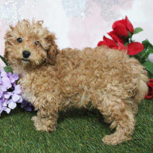 Poodle Puppy Kenzie