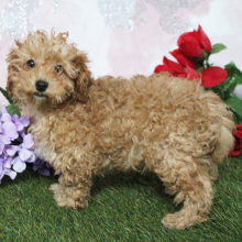 Poodle Puppy Kenzie