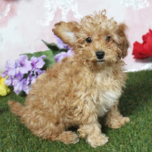 Poodle Puppy Kenzie