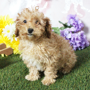 Poodle Puppy Kenzie