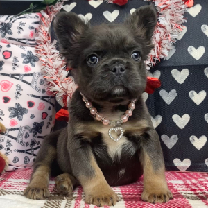 French Bulldog Puppy Fluffy Pipsy