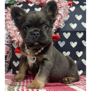 French Bulldog Puppy Fluffy Pipsy