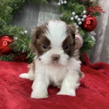 Shih Tzu Puppy Diana