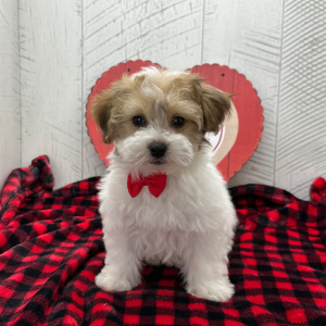 Havanese Puppy Carlton