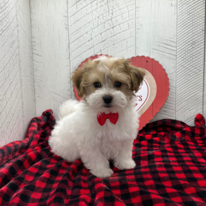 Havanese Puppy Carlton