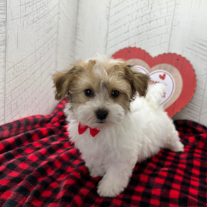 Havanese Puppy Carlton
