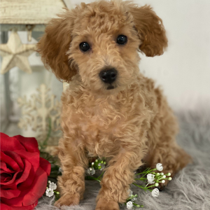 Poodle Puppy Jenisa