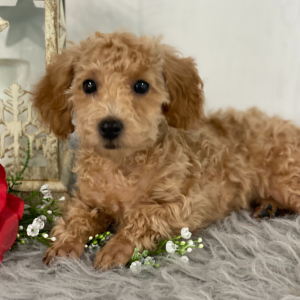 Poodle Puppy Jenisa