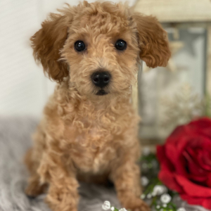 Poodle Puppy Jenisa
